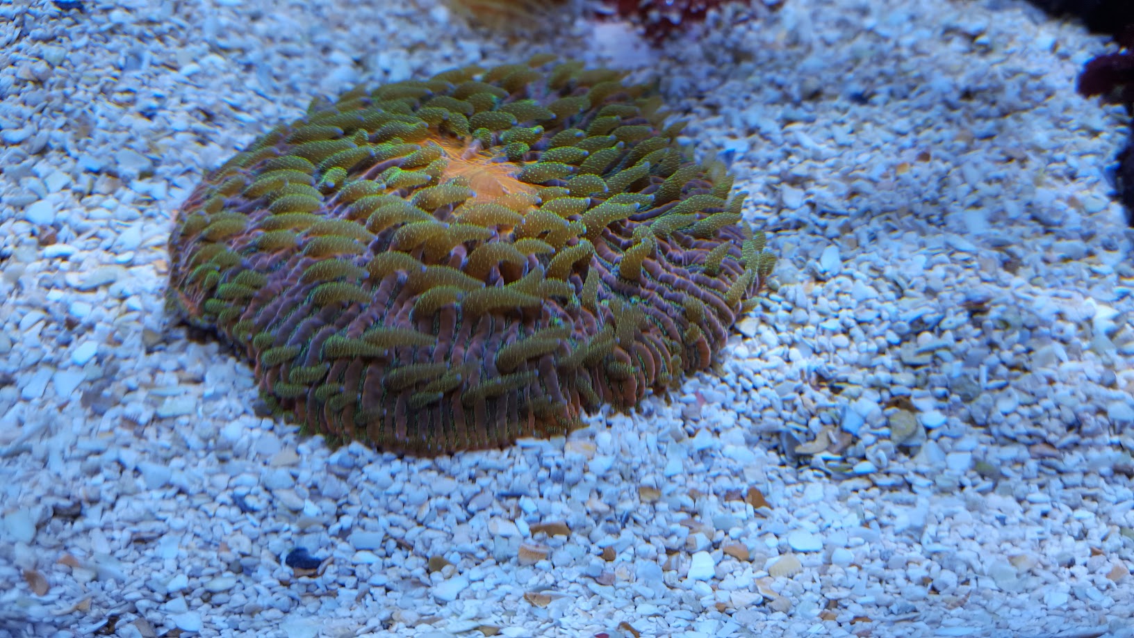 aquarium-plate-coral